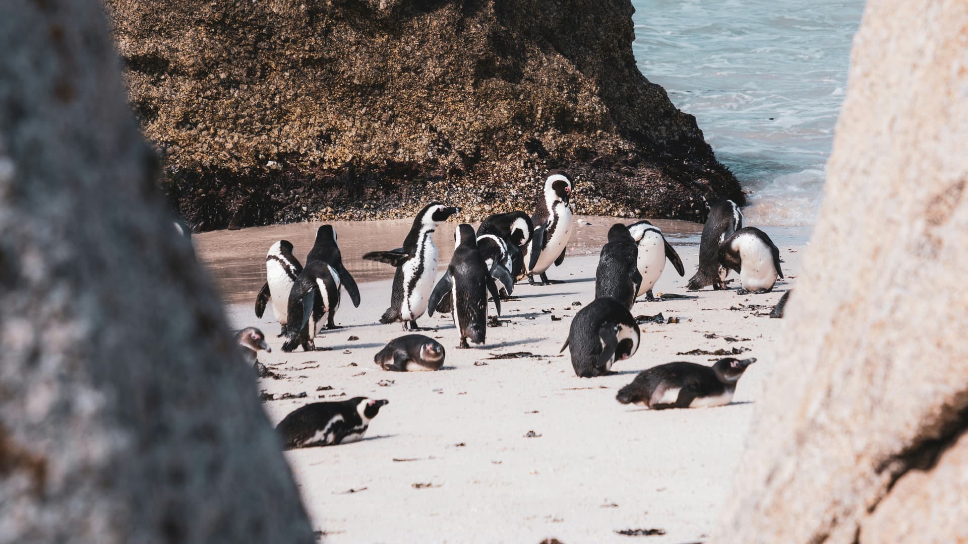 african penguins at boulders beach at the cape peninsula