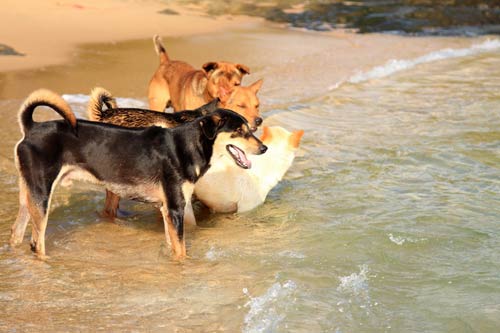 1366335412-du-lich-phu-quoc--2-