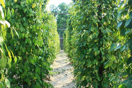 1366335412-du-lich-phu-quoc--3-