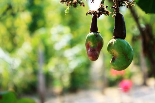 1366335412-du-lich-phu-quoc--4-