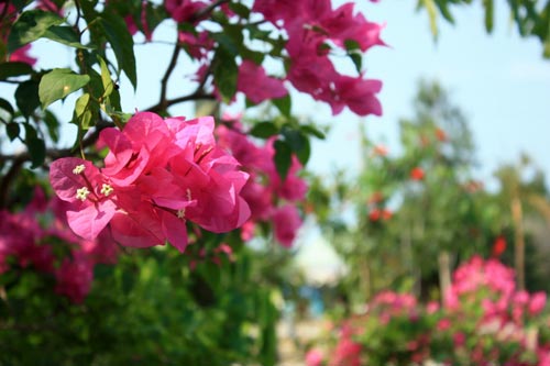 1366335473-du-lich-phu-quoc--11-